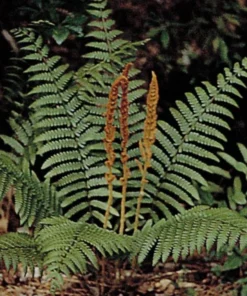 Cinnamon Fern 3 Small Bare Root Osmunda Cinnamomea for Shaded Gardens and Wet Soils