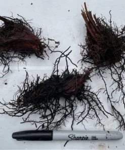 Cinnamon Fern 3 Small Bare Root Osmunda Cinnamomea for Shaded Gardens and Wet Soils