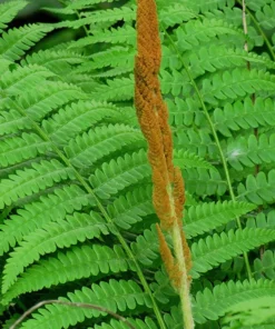 Cinnamon Fern 3 Small Bare Root Osmunda Cinnamomea for Shaded Gardens and Wet Soils