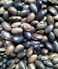Coal Camp Heirloom Pole Bean (30 Seeds)