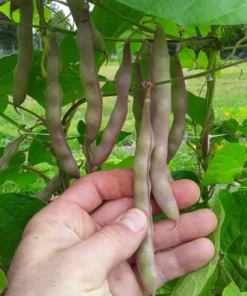 Coal Camp Heirloom Pole Bean (30 Seeds)