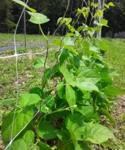 Coal Camp Heirloom Pole Bean (30 Seeds)