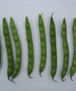 Coal Camp Heirloom Pole Bean (30 Seeds)