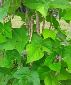 Coal Camp Heirloom Pole Bean (30 Seeds)