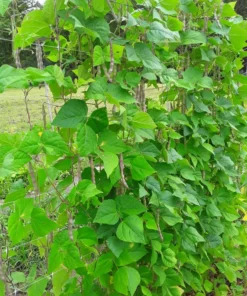 Coal Camp Heirloom Pole Bean (30 Seeds)