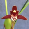 Coconut Orchid, Maxillaria tenuifolia. Wonderfully Fragrant Orchid, Rooted Plant Shipped in 2.5" Pot