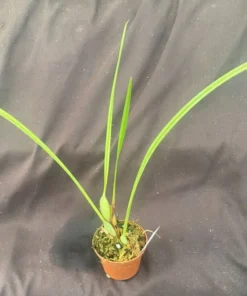 Coconut Orchid, Maxillaria tenuifolia. Wonderfully Fragrant Orchid, Rooted Plant Shipped in 2.5" Pot