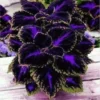 Coleus Black Blue 20 Seeds , Coleus Scutellarioides