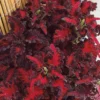 Coleus Seeds - Black Dragon 20 Seeds , Coleus Scutellarioides