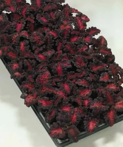 Coleus Seeds - Black Dragon 20 Seeds , Coleus Scutellarioides