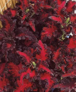 Coleus Seeds - Black Dragon 20 Seeds , Coleus Scutellarioides
