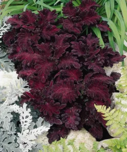 Coleus Seeds - Black Dragon 20 Seeds , Coleus Scutellarioides