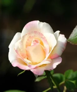 Colorful Rose Seeds, 50 Seeds