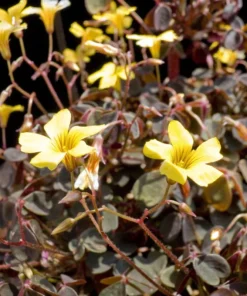 Coppertones Shamrock Oxalis Plant in 2.5" Pot – Indoors or Outdoors - Shamrock Oxalis Live Plant