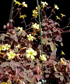 Coppertones Shamrock Oxalis Plant in 2.5