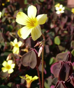 Coppertones Shamrock Oxalis Plant in 2.5