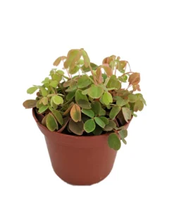 Coppertones Shamrock Oxalis Plant in 2.5