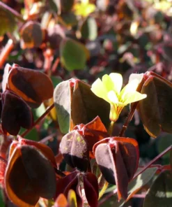 Coppertones Shamrock Oxalis Plant in 2.5