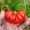 Costoluto Genovese Heirloom Tomato (30 Seeds)