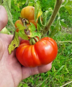 Costoluto Genovese Heirloom Tomato (30 Seeds)