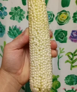 Country Gentleman (Shoepeg) Heirloom Sweet Corn Seeds