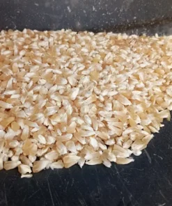 Country Gentleman (Shoepeg) Heirloom Sweet Corn Seeds