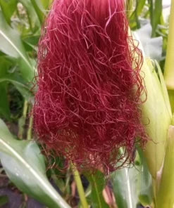 Country Gentleman (Shoepeg) Heirloom Sweet Corn Seeds