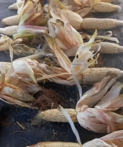 Country Gentleman (Shoepeg) Heirloom Sweet Corn Seeds