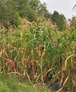 Country Gentleman (Shoepeg) Heirloom Sweet Corn Seeds