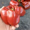 Crimson Carillon Sweet Bell Pepper Open-pollinated (30 Seeds)
