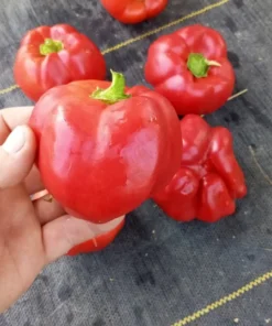 Crimson Carillon Sweet Bell Pepper Open-pollinated (30 Seeds)