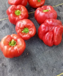 Crimson Carillon Sweet Bell Pepper Open-pollinated (30 Seeds)