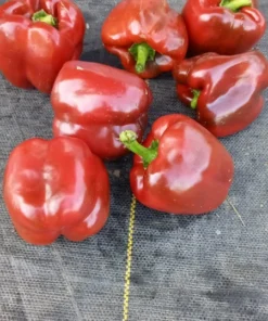 Crimson Carillon Sweet Bell Pepper Open-pollinated (30 Seeds)