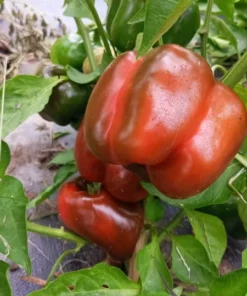 Crimson Carillon Sweet Bell Pepper Open-pollinated (30 Seeds)