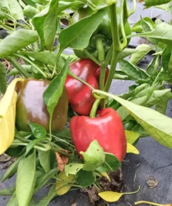 Crimson Carillon Sweet Bell Pepper Open-pollinated (30 Seeds)