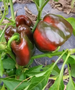 Crimson Carillon Sweet Bell Pepper Open-pollinated (30 Seeds)