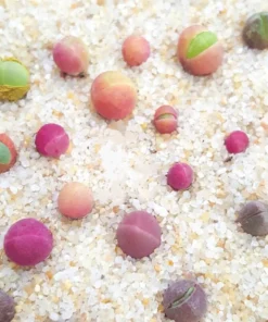 Cute Ball Succulent Plants Seeds, Gibbaeum Heathii Seeds, 50 Seeds