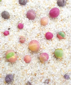 Cute Ball Succulent Plants Seeds, Gibbaeum Heathii Seeds, 50 Seeds