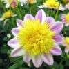 Dahlia Seeds, 20 Seeds