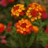 Dallas Red Lantana Plants - Set of 2 - 4-Inch Pots for Landscaping