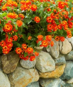 Dallas Red Lantana Plants - Set of 2 - 4-Inch Pots for Landscaping