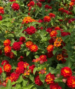 Dallas Red Lantana Plants - Set of 2 - 4-Inch Pots for Landscaping