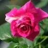 Dark Pink Rose Seeds, 50 Seeds