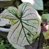Debutante Caladium Bulbs - Creamy White Leaves with Pink Accents