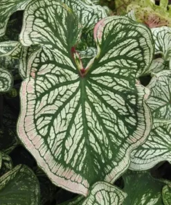 Debutante Caladium Bulbs - Creamy White Leaves with Pink Accents