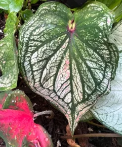 Debutante Caladium Bulbs - Creamy White Leaves with Pink Accents