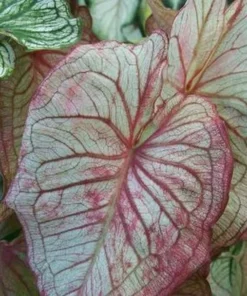 Debutante Caladium Bulbs - Creamy White Leaves with Pink Accents