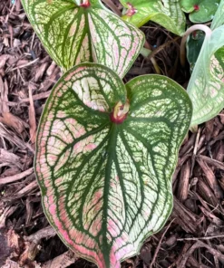 Debutante Caladium Bulbs - Creamy White Leaves with Pink Accents