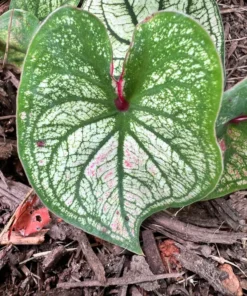 Debutante Caladium Bulbs - Creamy White Leaves with Pink Accents
