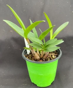 Dendrobium kingianum, Blooming Size, Fragrant Orchid Plant Shipped in 4" Pot